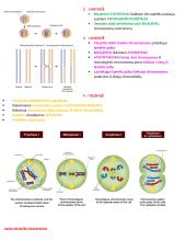 Ląstelių ciklas ir naujų ląstelių susidarymas 6 puslapis