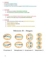 Ląstelių ciklas ir naujų ląstelių susidarymas 7 puslapis