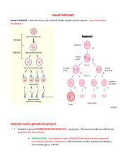 Ląstelių ciklas ir naujų ląstelių susidarymas 8 puslapis