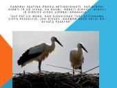 Paukščių motyvai K. Donelaičio „Metai“ 5 puslapis