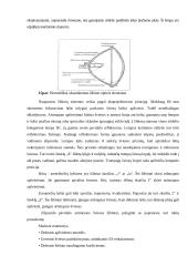 Lengvojo automobilio apšvietimo prietaisų techninė priežiūra  12 puslapis