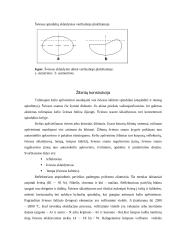 Lengvojo automobilio apšvietimo prietaisų techninė priežiūra  7 puslapis