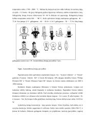 Lengvojo automobilio apšvietimo prietaisų techninė priežiūra  8 puslapis