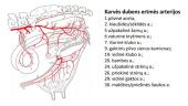 Dubens ertmės ir užpakalinių galūnių arterijos 8 puslapis