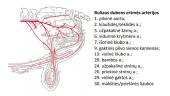 Dubens ertmės ir užpakalinių galūnių arterijos 9 puslapis