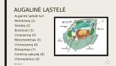 Augalinė ir gyvūninė ląstelės 8 puslapis