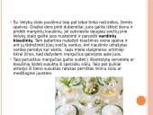 Stalo serviravimas skaidrės 10 puslapis