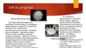 Pristatymas apie silicį ir jo junginius 8 puslapis