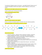 Virškinimo fiziologija 2 puslapis