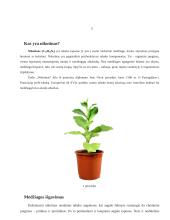 Nikotinas referatas 4 puslapis