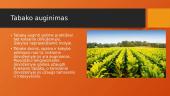 Tabakas, jo auginimas 6 puslapis