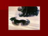 Moderniosios literatūros bruožai 12 puslapis