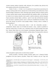 Adorantų figūros akmens amžiaus Europos ir Rytų Baltijos regiono mene 7 puslapis