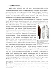 Adorantų figūros akmens amžiaus Europos ir Rytų Baltijos regiono mene 9 puslapis