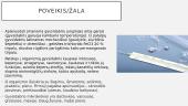 Gyvsidabris ir apie jį 8 puslapis
