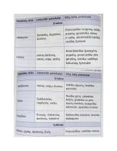 Sriuba – skystas valgis 2 puslapis