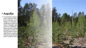 Kuršių nerijos nacionalinis parkas. 5 puslapis
