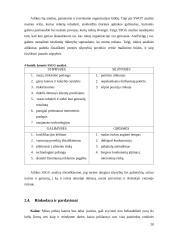 Verslo idėjos “Tobula rankinė” aprašymas 20 puslapis