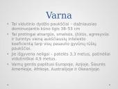 Žiemojantys paukščiai 2 puslapis