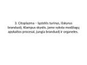 Eukariotinė ląstelė 11 puslapis