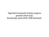 Eukariotinė ląstelė 16 puslapis