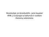 Eukariotinė ląstelė 17 puslapis