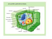 Eukariotinė ląstelė 6 puslapis