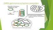 Gmo - kas tai? 3 puslapis