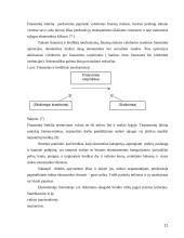 Būsto kreditavimas 11 puslapis