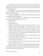 Lizingas kaip kreditavimo forma  14 puslapis