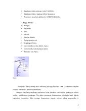 UAB „Lankmelita“ praktikos atsakaita  4 puslapis