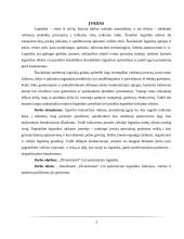 „Divertimenti“ logistikos veiklos apžvalga 3 puslapis