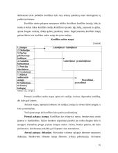 Konfliktai aptarnavimo sektoriuje 16 puslapis