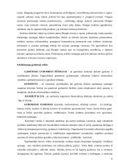 Poilsiautojų veikla 11 puslapis