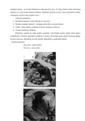 Slovakijos turistų maitinimas 4 puslapis