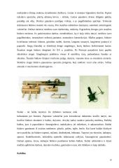 Turistinės kelionės autobusu Klaipedoje 18 puslapis