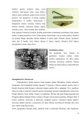 Turistinės kelionės autobusu Klaipedoje 19 puslapis