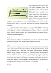 Turistinės kelionės autobusu Klaipedoje 20 puslapis