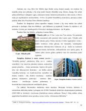 Žymiausi Europos centrai 17 puslapis