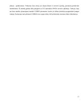 Lygiagrečiosios duomenų valdymo sistemos 11 puslapis