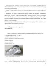 Stogų su asbestine danga rekonstrukcijos modelis 13 puslapis