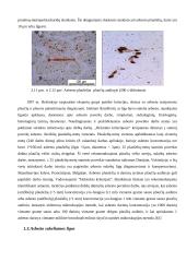 Stogų su asbestine danga rekonstrukcijos strateginis modeliavimas 13 puslapis