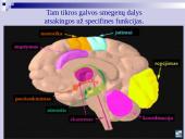 Atmintis ir jos lavinimo metodai 13 puslapis