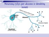 Atmintis ir jos lavinimo metodai 14 puslapis