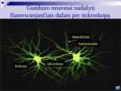 Atmintis ir jos lavinimo metodai 15 puslapis