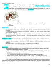 Atminties konspektas 20 puslapis