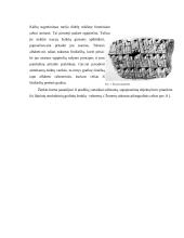 Autorinė dailininko knyga ir jos dizainas 13 puslapis