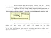 Badmintonas sporto medicinai 12 puslapis