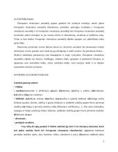 Ferraponto vienuolyno ansamblis 3 puslapis