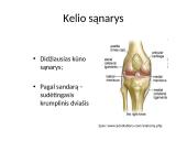 Kelio sąnario biomechanika  2 puslapis